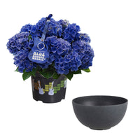 Hortensia paysan Hydrangea 'Blue Boogiewoogie'® Bleu avec plateau anthracite