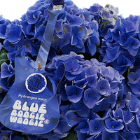 Hortensia Hydrangea 'Blue Boogiewoogie' bleu avec cache-pot blanc