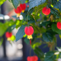 Drapeau belge Abutilon 'Big Bell' rouge-jaune