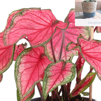 Caladium 'Puppy Love'