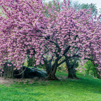 Cerisier ornemental japonais