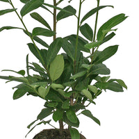 Laurier-cerise Prunus 'Novita' vert