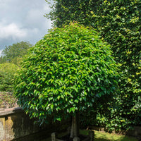 Laurier-cerise Prunus 'Angustifolia' vert