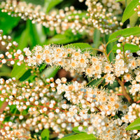 Laurier-cerise Prunus 'Angustifolia' vert