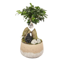 Bonsaï Ficus 'Gingseng' avec cache-pot en béton