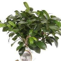 Bonsaï Ficus 'Gingseng' avec cache-pot en béton