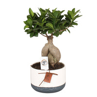 Bonsaï Ficus 'Gingseng' avec cache-pot en céramique