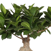 Bonsaï Ficus 'Gingseng' avec cache-pot en céramique