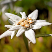 6x Edelweiss Leontopodium alpinum blanc-jaune