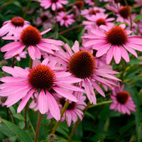 6x Campanule Echinacea 'Magnus' rose