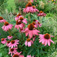 6x Campanule Echinacea 'Magnus' rose