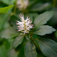 6x Arge Pachysandra 'Green Garpet'