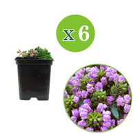 6x Brunelle Prunella grandiflora violet