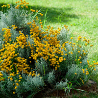 6x Couvre-sol - Santoline petit-cyprès Santolina chamaecyparissus jaune