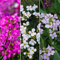 6x Couvre-sol - Ibéris - Mélange 'Graines douces'
