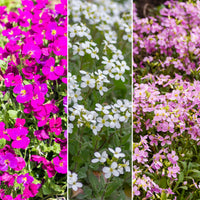 6x Couvre-sol - Ibéris - Mélange 'Graines douces'