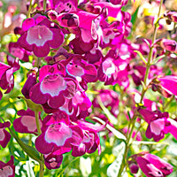 6x Ancolie Penstemon hartwegii rose Résistant au froid