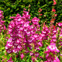 6x Ancolie Penstemon hartwegii rose Résistant au froid