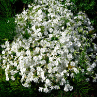 6x Couvre-sol - Phlox mousse subulata blanc
