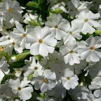 6x Couvre-sol - Phlox mousse subulata blanc