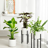 Mica pot de fleurs Era rond blanc avec table à plantes - Pot pour l'intérieur