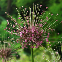 8x Allium schubertii Rose
