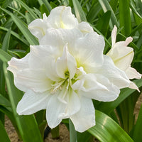 Amaryllis Hippeastrum 'Arctic Nymph' doubles fleurs blanc