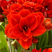 Amaryllis Hippeastrum 'Cherry Nymph' doubles fleurs rouge