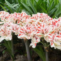 Amaryllis Hippeastrum 'Bright Nymph' doubles fleurs rouge-blanc