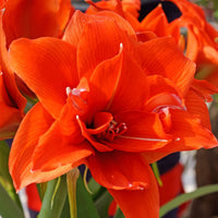 Amaryllis Hippeastrum Celica doubles fleurs orangé
