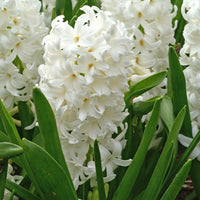 15 Jacinthe 'Canergie' Blanc