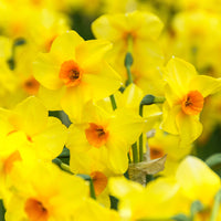 40x Narcisse Narcissus 'Martinette' petite fleur jaune