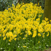 40x Narcisse Narcissus 'Martinette' petite fleur jaune
