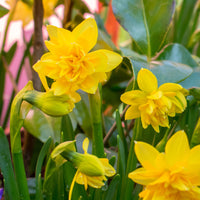 25x Narcisse Narcissus 'Tete Boucle' à fleurs doubles jaune