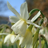25x Narcisse Narcissus 'Thalia' blanc