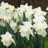 15x Narcisse Narcissus 'Mount Hood' blanc