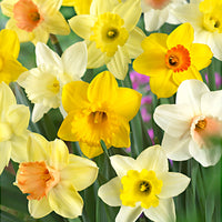 30x Narcisse Narcissus - Mélange 'Super Trumpets'