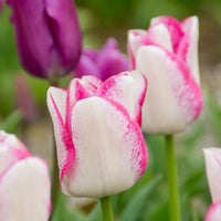 18x Tulipe Tulipa 'Del Piero' blanc-rose