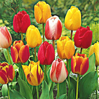8x Tulipes et narcisses - Mélange 'Adagio' Biologique Mélange de couleurs - Bio