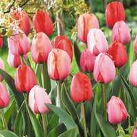 8x Tulipe Tulipa - Mélange 'Impression' - Bio