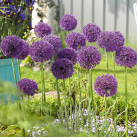 6x Allium 'Purple Sensation' Violet - Bio