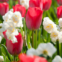 10x Tulipes et narcisses - Mélange 'Zomerse Kleuren' Biologique