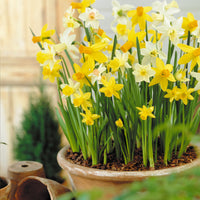 12x Narcisse Narcissus - Mélange 'Botanical'  - Bio