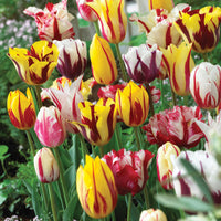 16x Tulipe Tulipa - Mélange 'Yellow Box' jaune