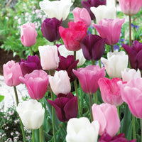 16x Tulipes Tulipa 'The Pink Box' rose