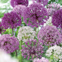 16x Ail d'ornement Allium 'The Purple Box' violet
