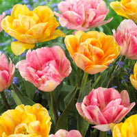 16x Tulipe Tulipa - Mélange 'Foxy Freedom' Rose-Jaune