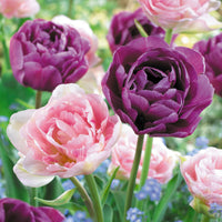 16x Tulipe Tulipa - Mélange 'Dancing Queen' Violet-Rose