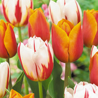 16x Tulipe Tulipa - Mélange 'Sunset Sky' Orangé-Rouge-Blanc