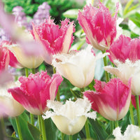 16x Tulipe Tulipa - Mélange 'Royal Wedding' Rose-Blanc